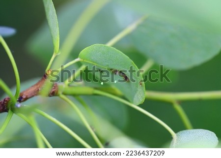 Green lacewing, Chrysopa perla eggs on a leaf placed on a long and thin stand.  Royalty-Free Stock Photo #2236437209