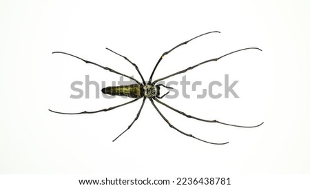 Giant spider with long legs isolated on white. Nephila macro close up, collection insects, design element