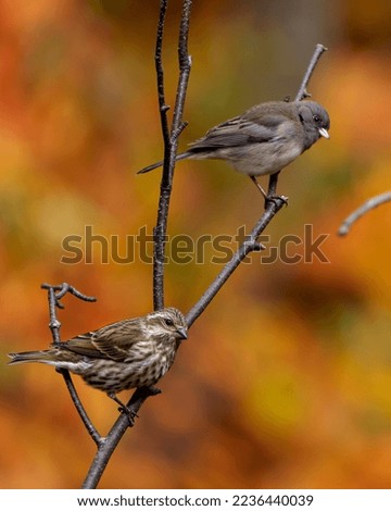 Sparrow and Junco bird perched on a twig branch with orange blur background in their environment and habitat surrounding. Side view profile. Two bird species.