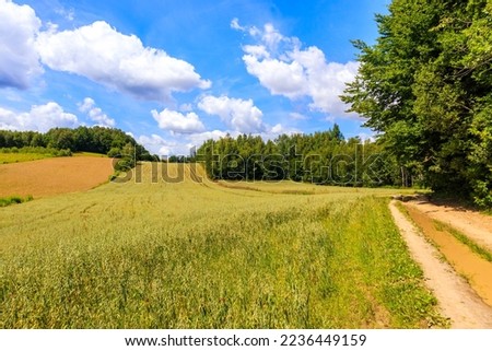 Rural road along wheat field and green pine trees on hill in summer season near Rabsztyn village, Lesser Poland