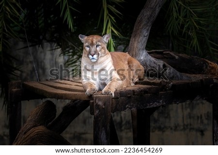 Majestic highlighted Puma (Puma concolor) in light in selective focus
