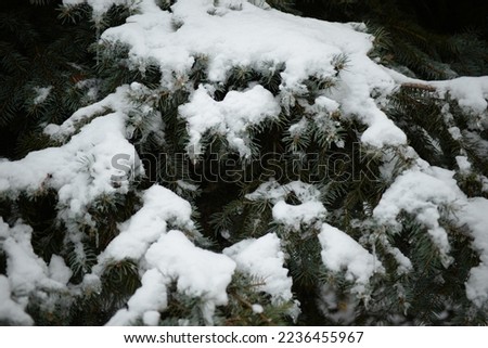 branches of a Christmas tree under the snow close-up, green pine needles under the snow, snow-covered branches of a coniferous tree close-up, under the snow, frozen branches, winter background pattern