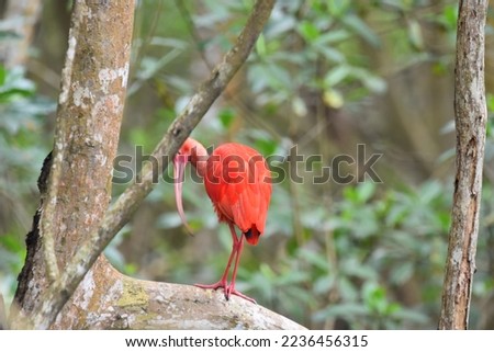 A Red Scarlet Ibis Bird or Eudocimus Ruber on a Mangrove Branch in the Caroni Bird Sanctuary or Caroni Swamp in Trinidad, West Indies. The Scarlet Ibis is the National Bird of Trinidad.