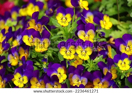 Yellow and violet pansy flowers blooming on the roadside in winter