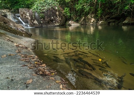 landscape of emerald water stream