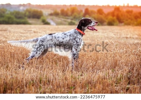A young beautiful dog of the English Setter breed stands in a rack in a field in the rays of the morning sun. Hunting in the field. Hunting dogs. Royalty-Free Stock Photo #2236475977