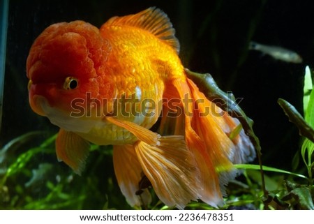 juvenile oranda goldfish in pet shop, bright yellow and orange Eastern ornamental breed of wild carp ancestor, popular commercial hybrid isolated in dark background, low light nature design concept