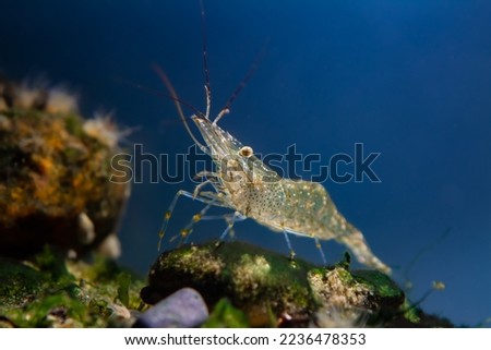 saltwater rockpool shrimp inspect with pereiopods, antennas littoral zone bottom of Black Sea marine biotope aquarium, live rock aquadesign, blue LED light, invasive species for beginner aquarist Royalty-Free Stock Photo #2236478353