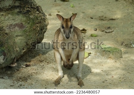 Selective focus picture of standing wallaby on the ground at the park