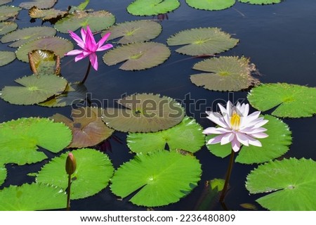 A beautiful pink and white waterlily or lotus flower in pond. Many blooming lotuses