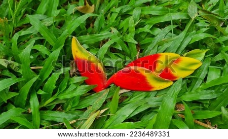 Tips of heliconia on the grass. Beautiful background