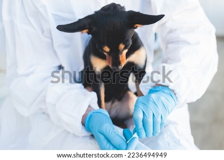 Veterinarian specialist holding small black dog and applying drops at the withers, medicine from parasites, ticks, worms and fleas, young dog vet treatment, dog treated with parasite remedy
