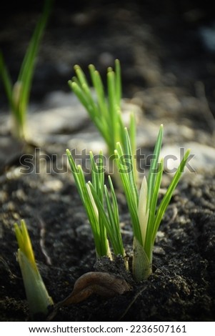 Snowdrop buds growing in early spring.  Stock Photo