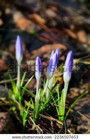 Snowdrop buds growing in an early spring garden.  Stock Photo