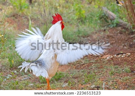 Portrait of white Rooster in countryside farm	
