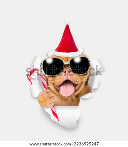 Happy puppy wearing sunglasses and red santa hat looking through a hole in yellow paper and holding candy cane