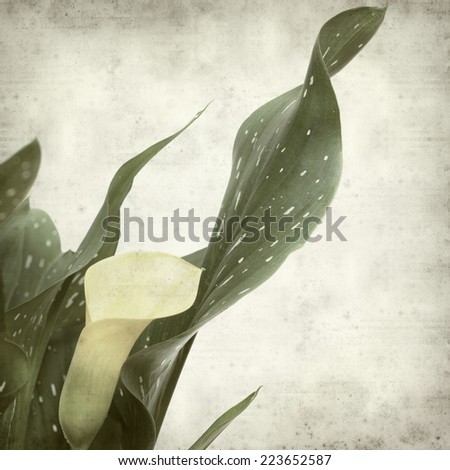 textured old paper background with yellow calla lily