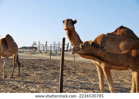 Beautiful view of Sea, Beach, Desert, and Sand, Animal with nature of life