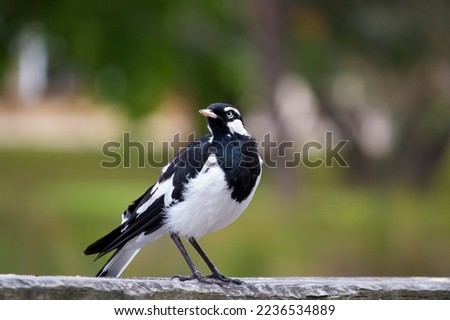 A friendly black and white Magpie-lark (Grallina cyanoleuca) an Australian bird with pee-o-wit' cry called Pee Wee , Murray magpie or Mudlark looks for food on a late morning in late spring. Royalty-Free Stock Photo #2236534889