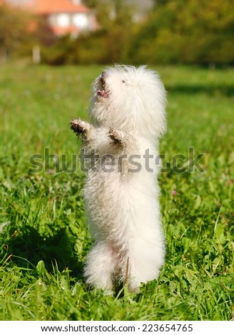 Bichon bolognese dog in the green grass