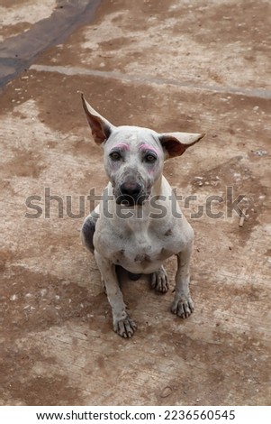 Thai dog sitting on the ground looking at people taking pictures Brown and white striped dog with upright ears
