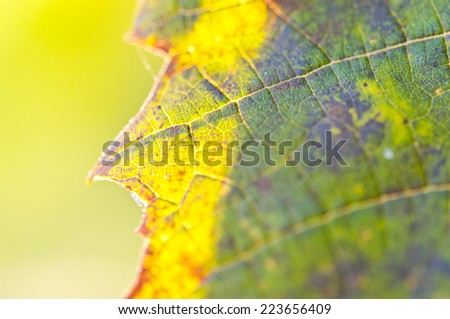 Texture of a grape leaf on the sun