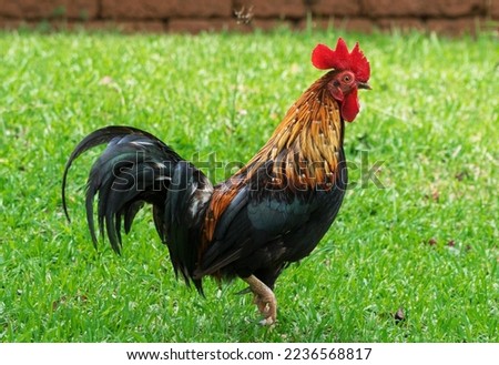 Picture of a chicken in the garden