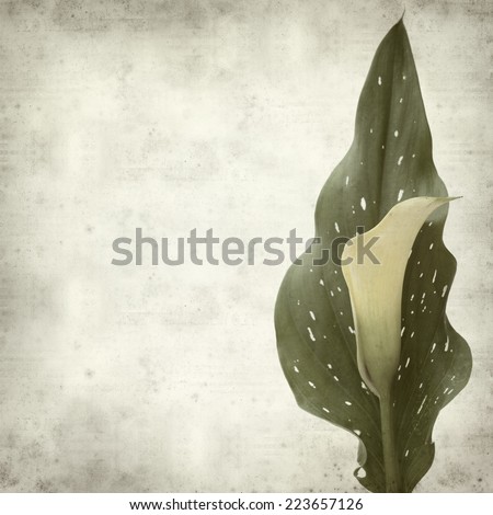 textured old paper background with yellow calla lily