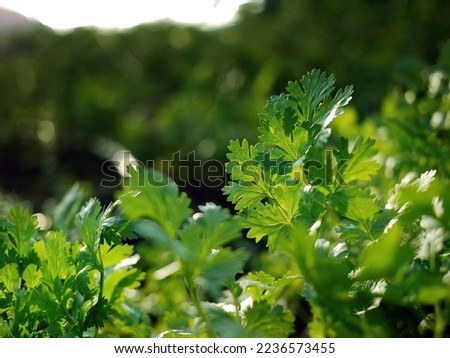 Coriander on field against Sunlight background. Close up fresh growing Green Coriander (Cilantro) leaves in Vegetable plot