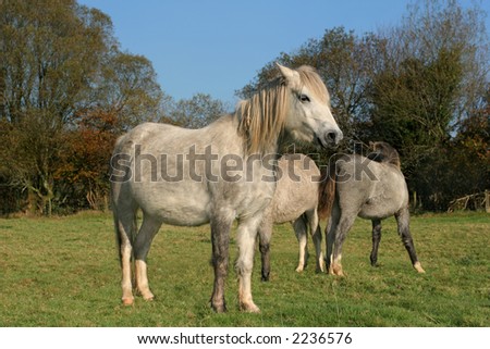 White horse standing  in a field in Autumn with two other horses partly in view.