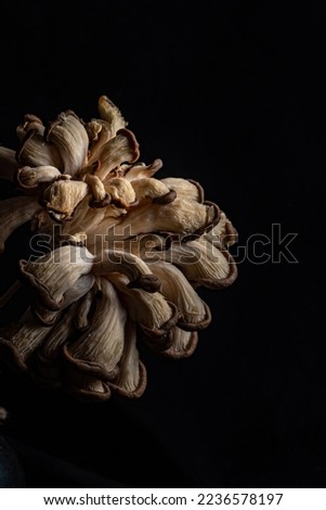 Edible oyster mushrooms on a black background. low key photo