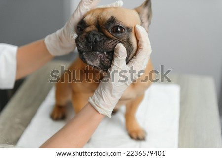 A veterinarian examines a dog. Selective focus on the dog. High quality photo.