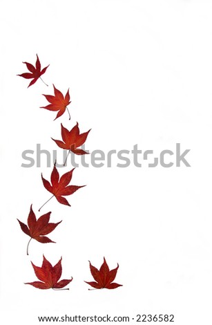 Abstract design of seven pressed and dried japanese acer leaves against white.
