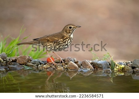 Song thrush drinking at a natural water point within a Mediterranean forest with the last lights of an autumn day Royalty-Free Stock Photo #2236584571