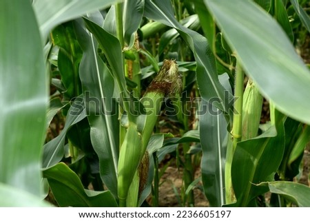The picture shows a corn field, rows of crops and cobs ripening on their stalks.