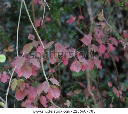 thin slender branches. Top, view close-up macro of thin-stemmed trees with pink, red, yellow, green leaves in the forest in autumn is the most beautiful and colorful season. silence, mystery, peace