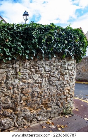 Stone Wall with Leaves. Close-up of Common ivy on a Wall in Paris, France. Virginia Creeper Covering Wall.