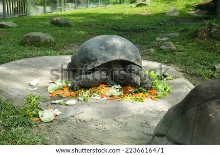 Selective focus picture of Aldabra Giant Tortoise eating vegetables at its own place.