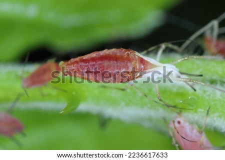 Macrosiphum rosae, the rose aphid is an aphid of the family Aphididae (Hemiptera). An aphid undergoing metamorphosis, shedding its old skin, moults.