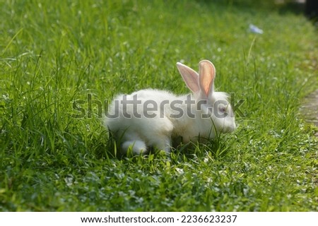 rabbits too little sunlight in animals can lead to a deficiency of vitamin D, which leads to brittle and weak bones
