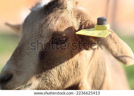 A picture of a young goat, with a tag in its ear. 