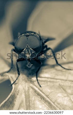 close up of green housefly with black and white split tone effect