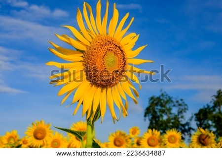 The Sunflower, winter in December