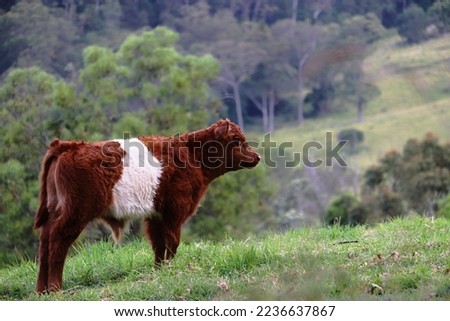 Brown and white belted galloway calf, cattle photography