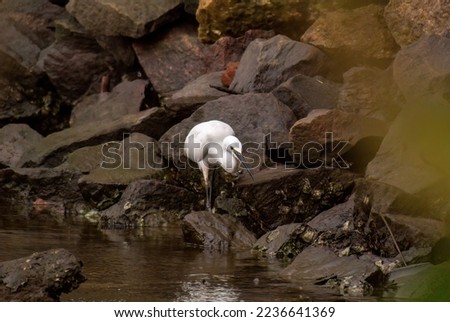 Great Egret searching for food in a river area with rocks and sand.
Scientific name Ardea alba