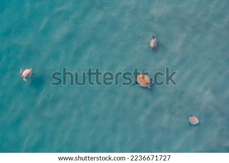 Aerial top view Turkey sea turtle floating on green blue water, summer travel.