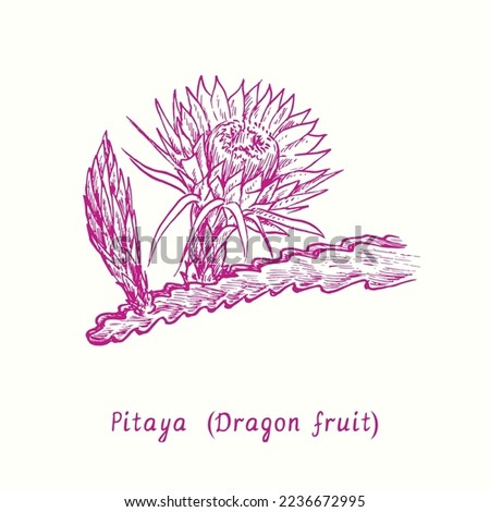 The Pitaya (dragon fruit) fruit flowering twig. Ink doodle drawing in woodcut style