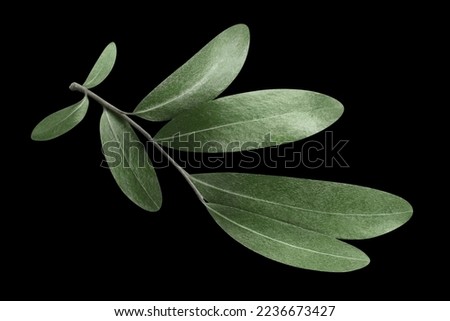 Olive branch, isolated on black background Royalty-Free Stock Photo #2236673427