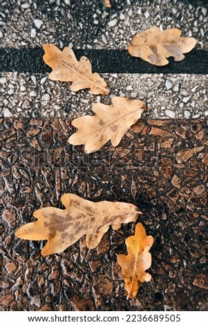 Yellow leaves on the pavement nearby. Abstract autumn background from fallen leaves. gold autumn
