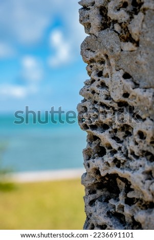 Coral Wall with Tropical Sea Background